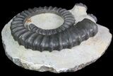 Devonian Ammonite (Anetoceras) With Trilobite Heads #92731-1
